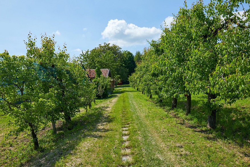 בית בקצה פרדס במשק עזר