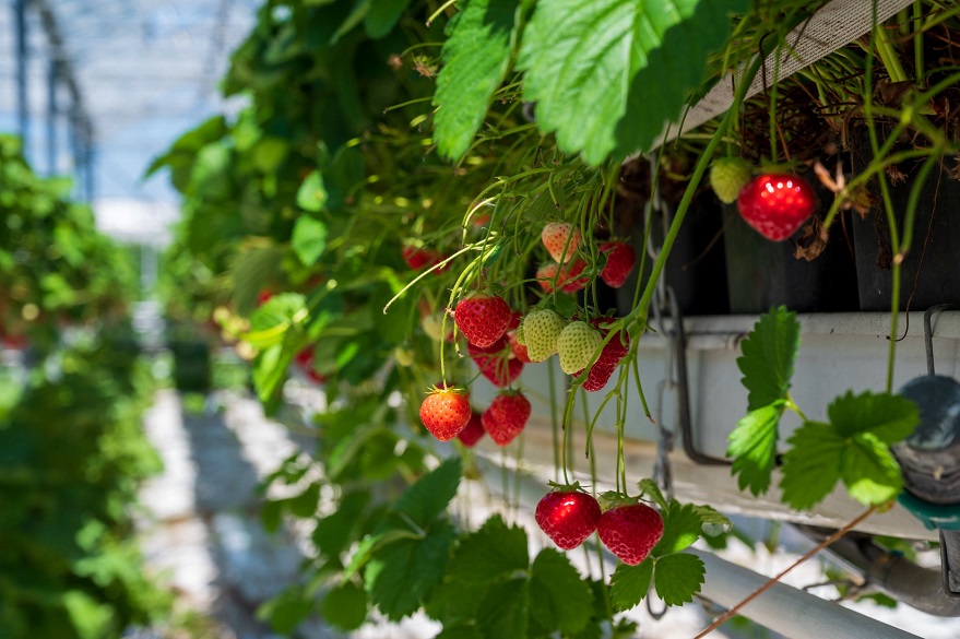 גידול תותים במשק עזר בשרון