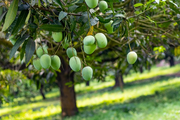 מטע מנגו בנחלה במרכז