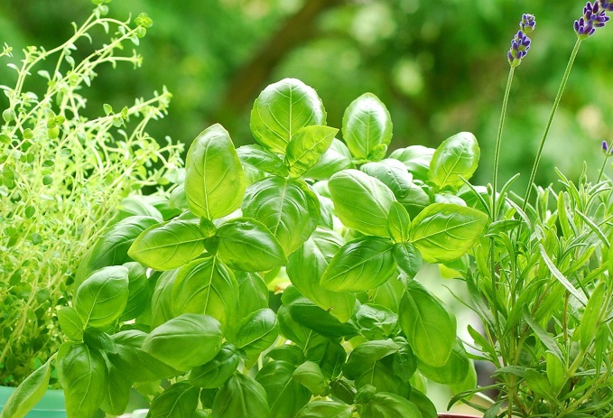 פרחי תבלין בנחלת בית בשרון